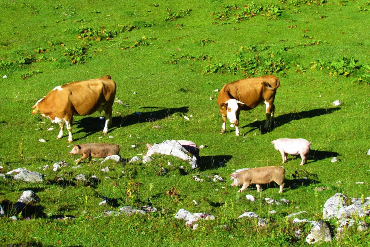 Ferienwohnung Innerhofer Hollersbach im Pinzgau Zewnętrze zdjęcie